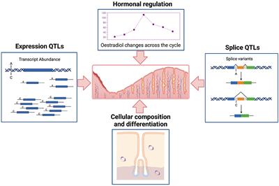 Genetic Regulation of Transcription in the Endometrium in Health and Disease